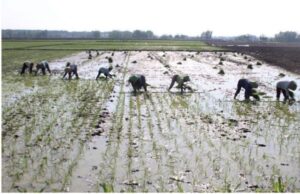 Pertanian Organik Menjadi Program Pembangunan Berkelanjutan Sektor Pertanian Di Kabupaten Ngawi