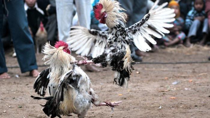 Gak bahaya Tah..!! Perjudian sabung ayam di Desa Kanigoro Kecamatan kras Kabupaten Kediri APH TUTUP MATA