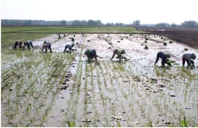 
					Pertanian Organik Menjadi  Program Pembangunan Berkelanjutan Sektor Pertanian Di Kabupaten Ngawi