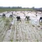 Pertanian Organik Menjadi Program Pembangunan Berkelanjutan Sektor Pertanian Di Kabupaten Ngawi