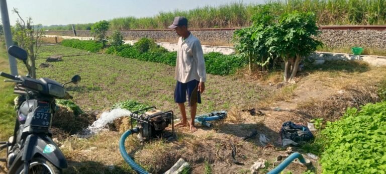 Petani Keluhkan Harga Sayur Terlalu Murah