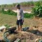 Petani Keluhkan Harga Sayur Terlalu Murah