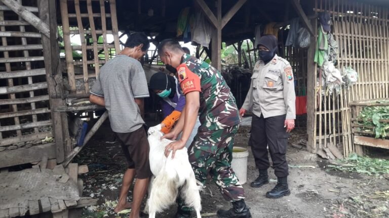 Ratusan Hewan Ternak Peternak Porong Divaksin yang Kedua