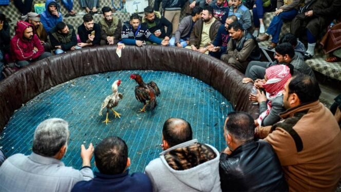 
					Masih Terjadi Ajang Perjudian Di Pasar Hewan Dengkol Singosari Malang 
