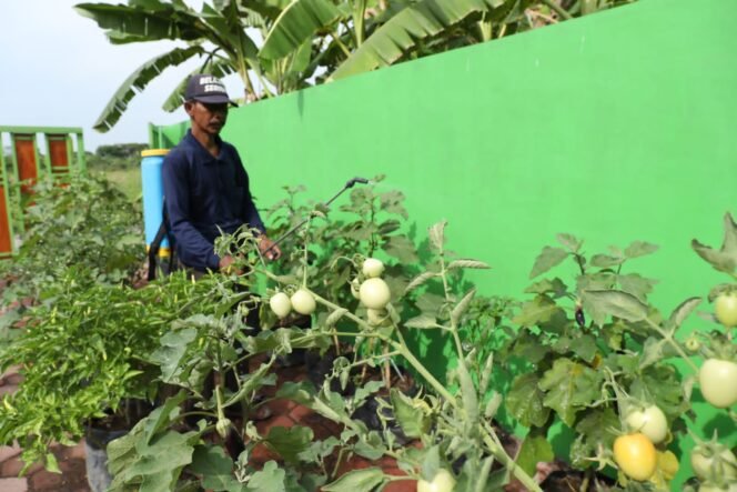 
					Bangun Ketahanan Pangan Berbasis Rumah Tangga Bupati Sidoarjo Siapkan Gerakan Tanam Sayur dan Buah-buahan di Polybag 