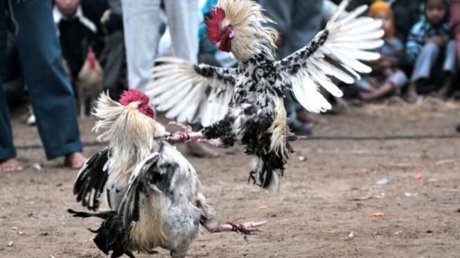
					Gak bahaya Tah..!!
Perjudian sabung ayam di Desa Kanigoro Kecamatan kras Kabupaten Kediri
APH TUTUP MATA