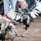 Gak bahaya Tah..!! Perjudian sabung ayam di Desa Kanigoro Kecamatan kras Kabupaten Kediri APH TUTUP MATA