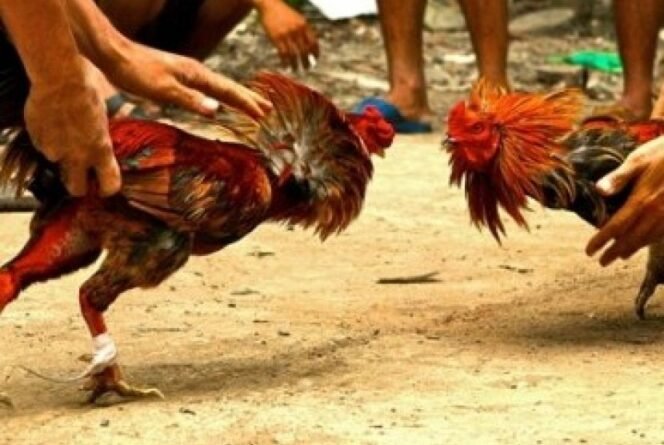 
					Gak Bahaya tah …!! Perjudian di desa Pekangkungan Kecamatan Gondang wetan Pasuruan, APH TUTUP MATA !!!