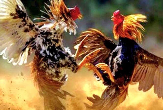 
					Merasa Kebal Hukum, Pengelolah Perjudian Sabung Ayam (J) Beraktivitas Kembali Bangkit Dari Kubur, APH Dan TNI Harus Tegas!!! 