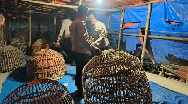 Polres Lamongan Bongkar Arena Judi Sabung Ayam di Dua Lokasi