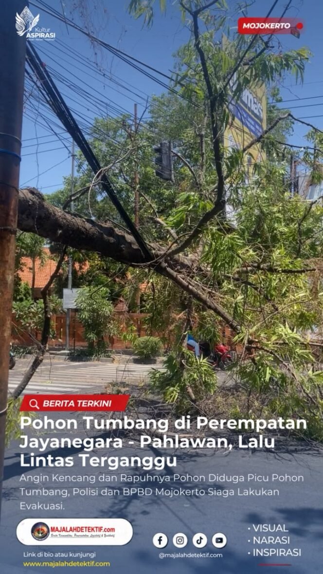 
					POHON TUMBANG GANGGU LALU LINTAS DI PEREMPATAN JAYANEGARA–PAHLAWAN, POHON KEROPOS JADI SOROTAN